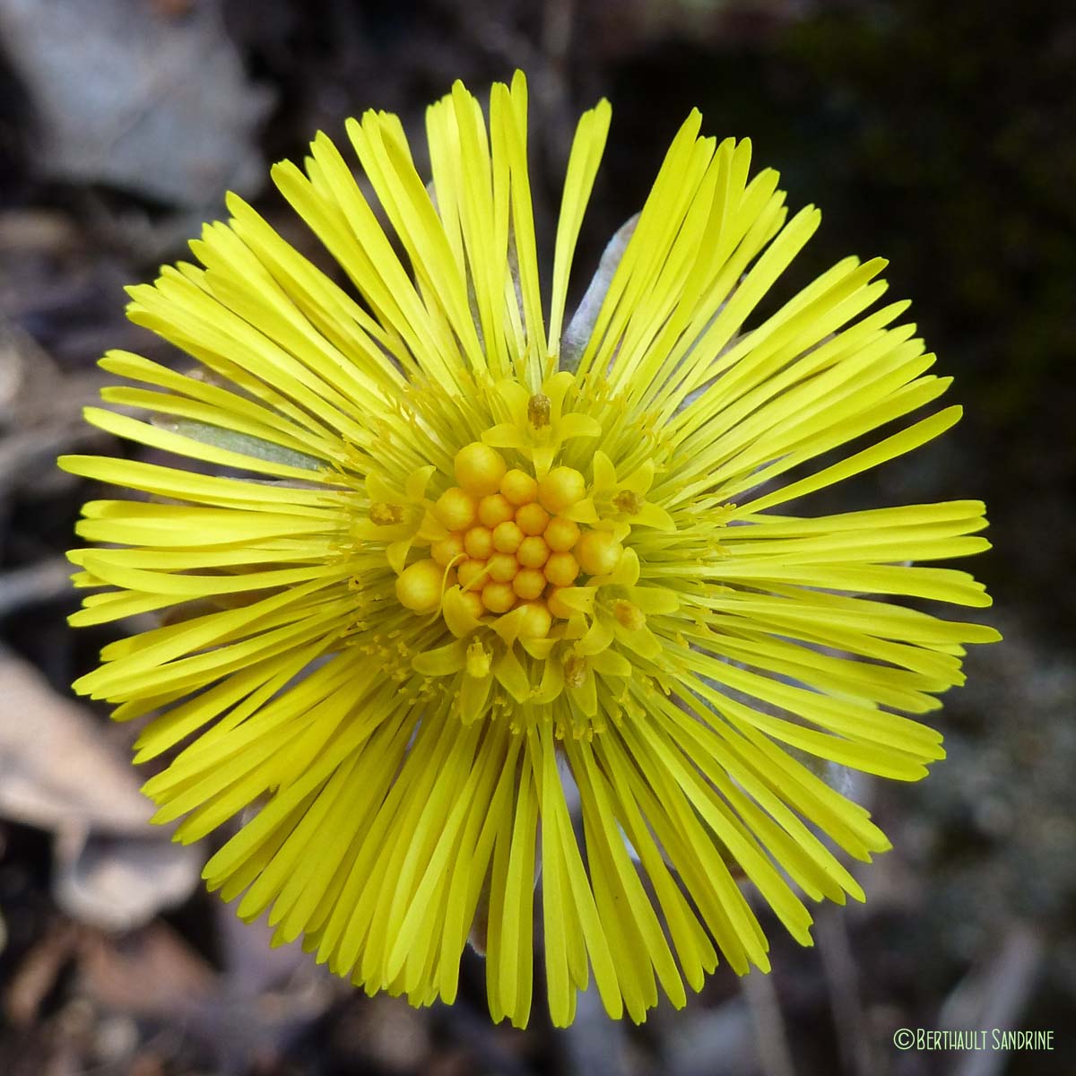 Tussilage - Tussilago farfara