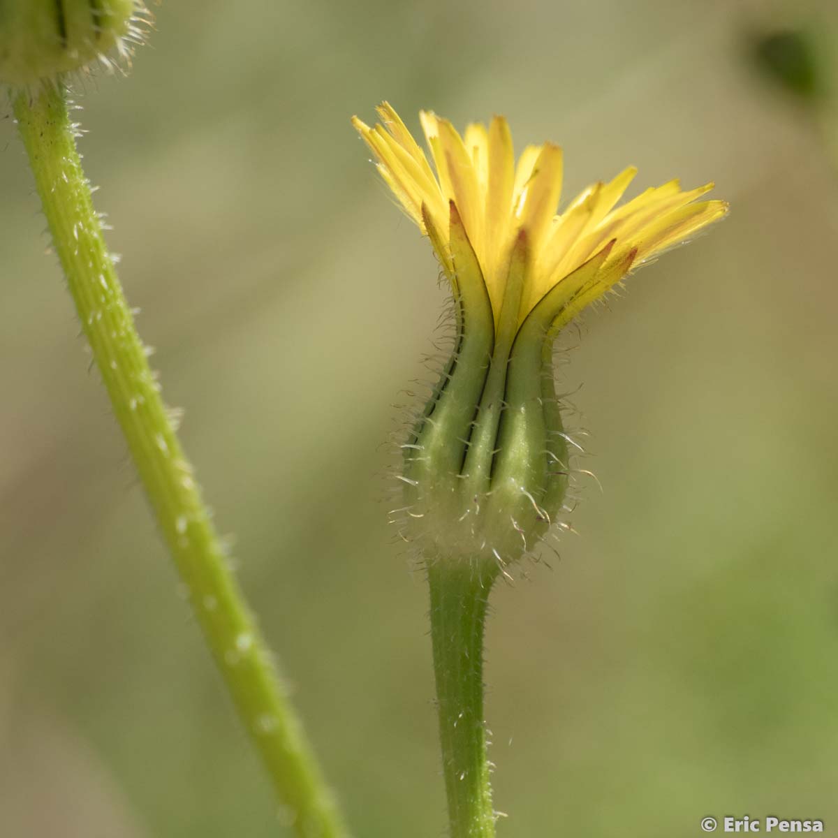 Urosperme fausse picride - Urospermum picroides