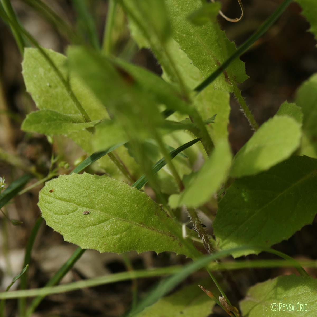 Urosperme fausse picride - Urospermum picroides