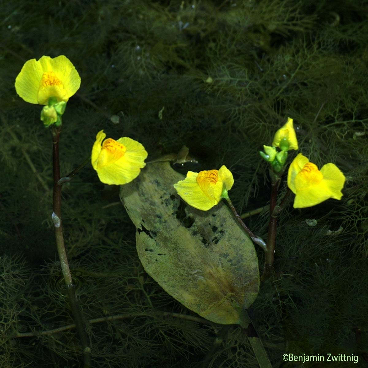 Utriculaire citrine - Utricularia neglecta