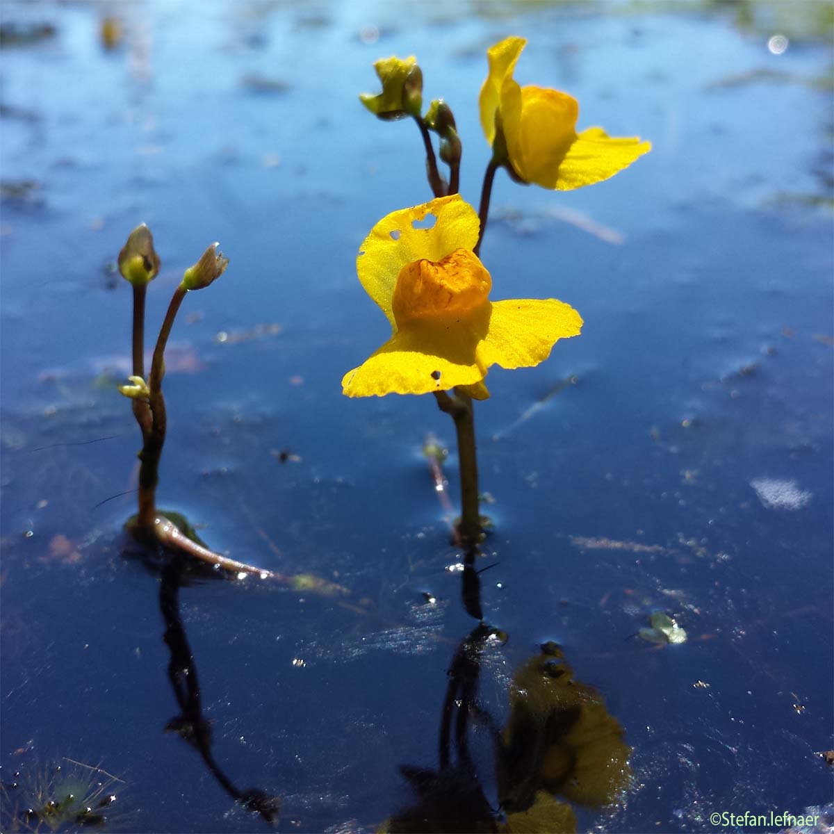 Utriculaire citrine - Utricularia neglecta