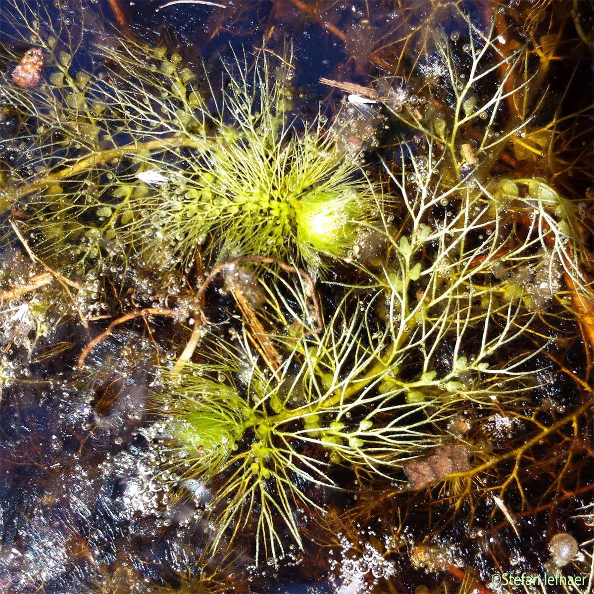 Utriculaire citrine - Utricularia neglecta