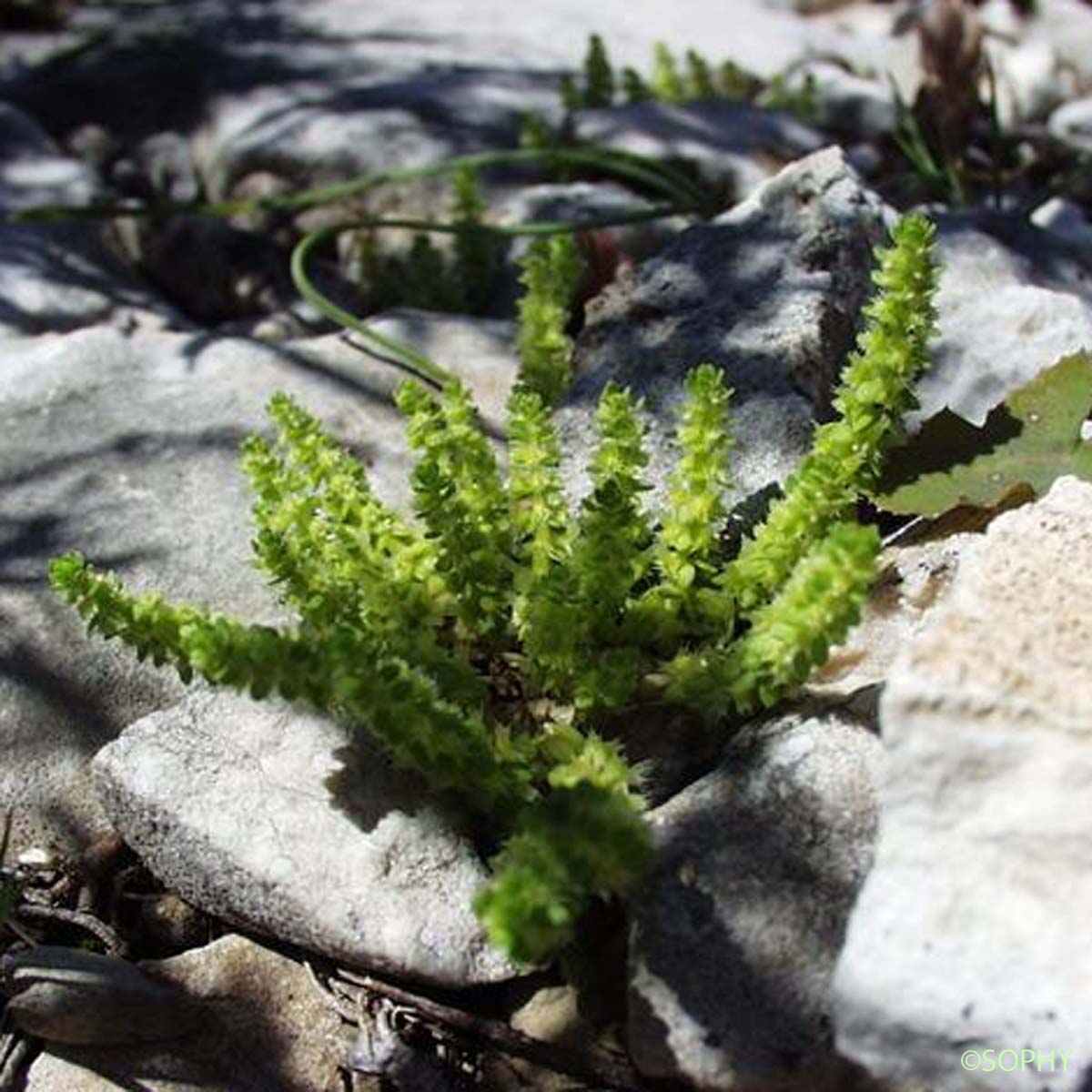 Vaillantie des murs - Valantia muralis