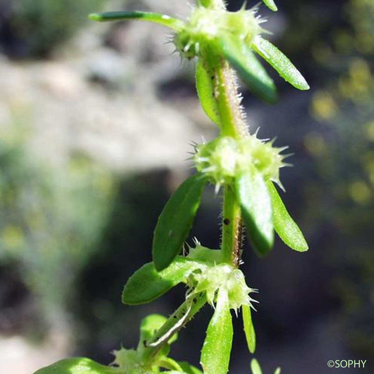 Vaillantie hérissée - Valantia hispida