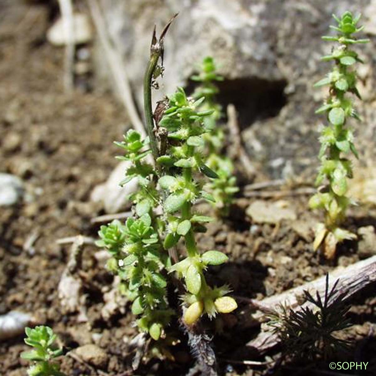 Vaillantie hérissée - Valantia hispida