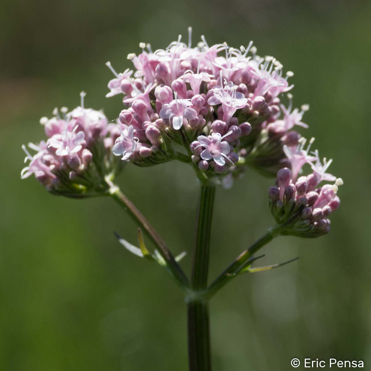 Valériane des collines - Valeriana officinalis subsp. officinalis