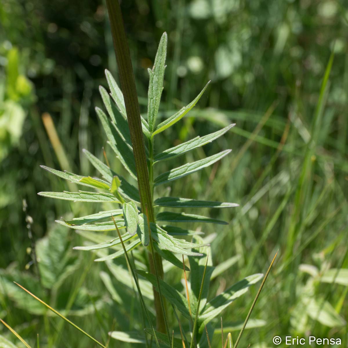 Valériane des collines - Valeriana officinalis var. officinalis
