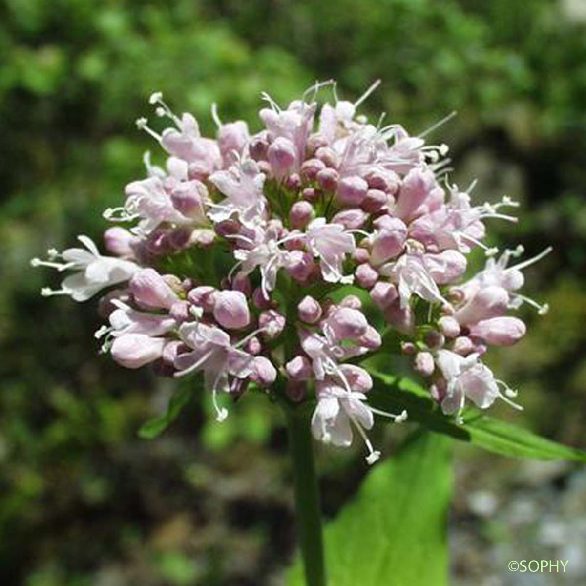 Valériane des montagnes - Valeriana montana