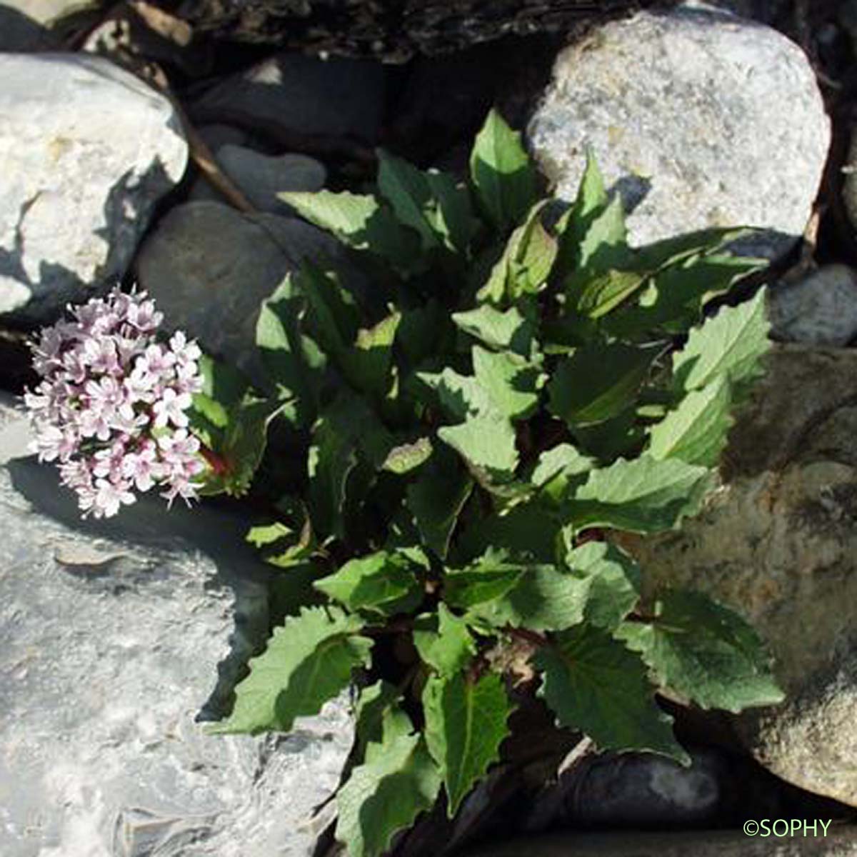 Valériane des montagnes - Valeriana montana