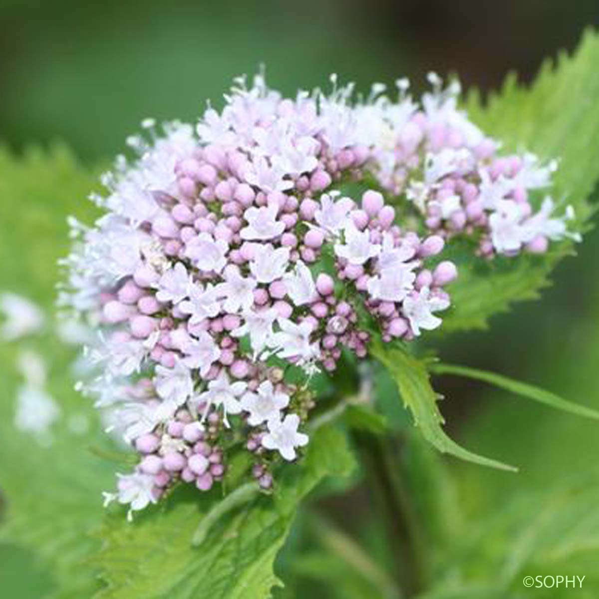 Valériane des Pyrénées - Valeriana pyrenaica