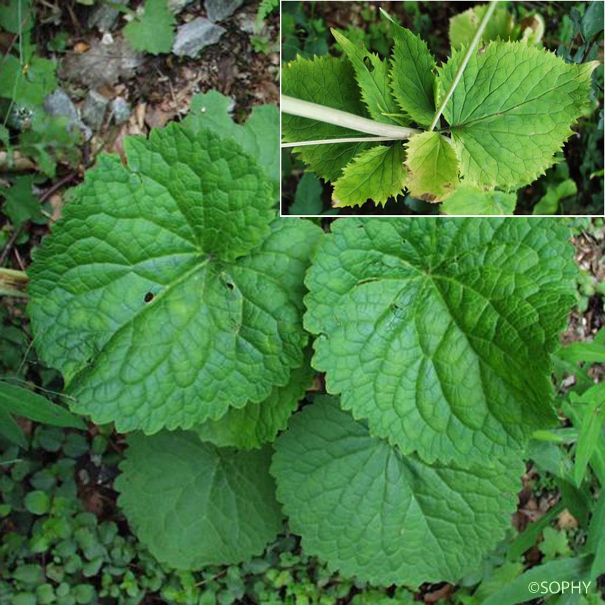 Valériane des Pyrénées - Valeriana pyrenaica