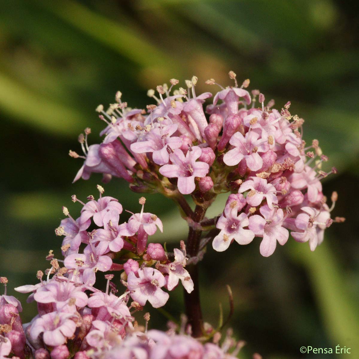 Valériane tubéreuse - Valeriana tuberosa