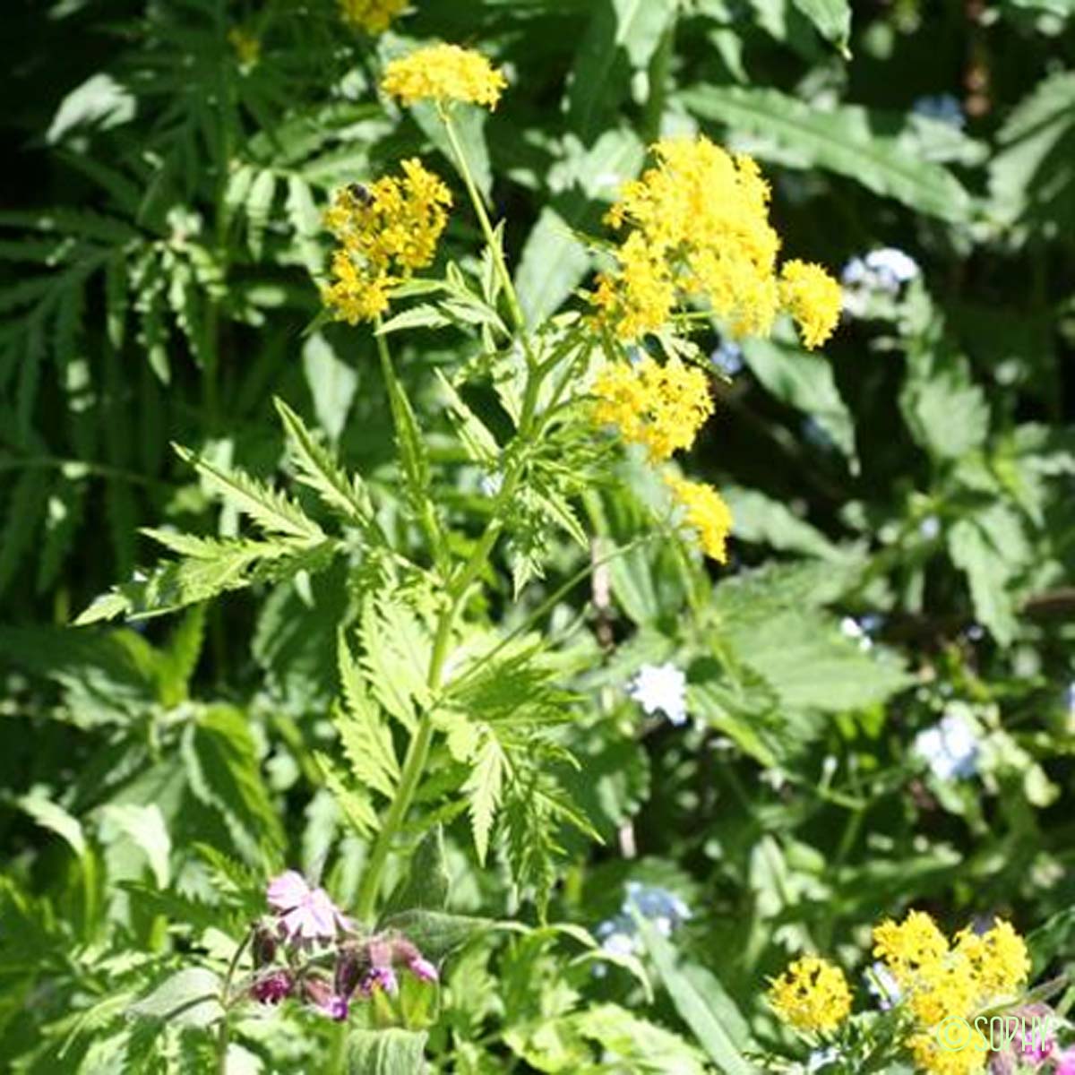 Vélar à feuilles de Tanaisie - Descurainia tanacetifolia subsp. tanacetifolia