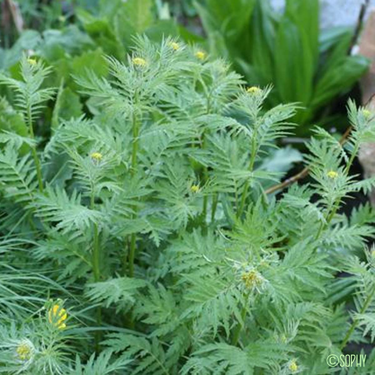 Vélar à feuilles de Tanaisie - Descurainia tanacetifolia subsp. tanacetifolia