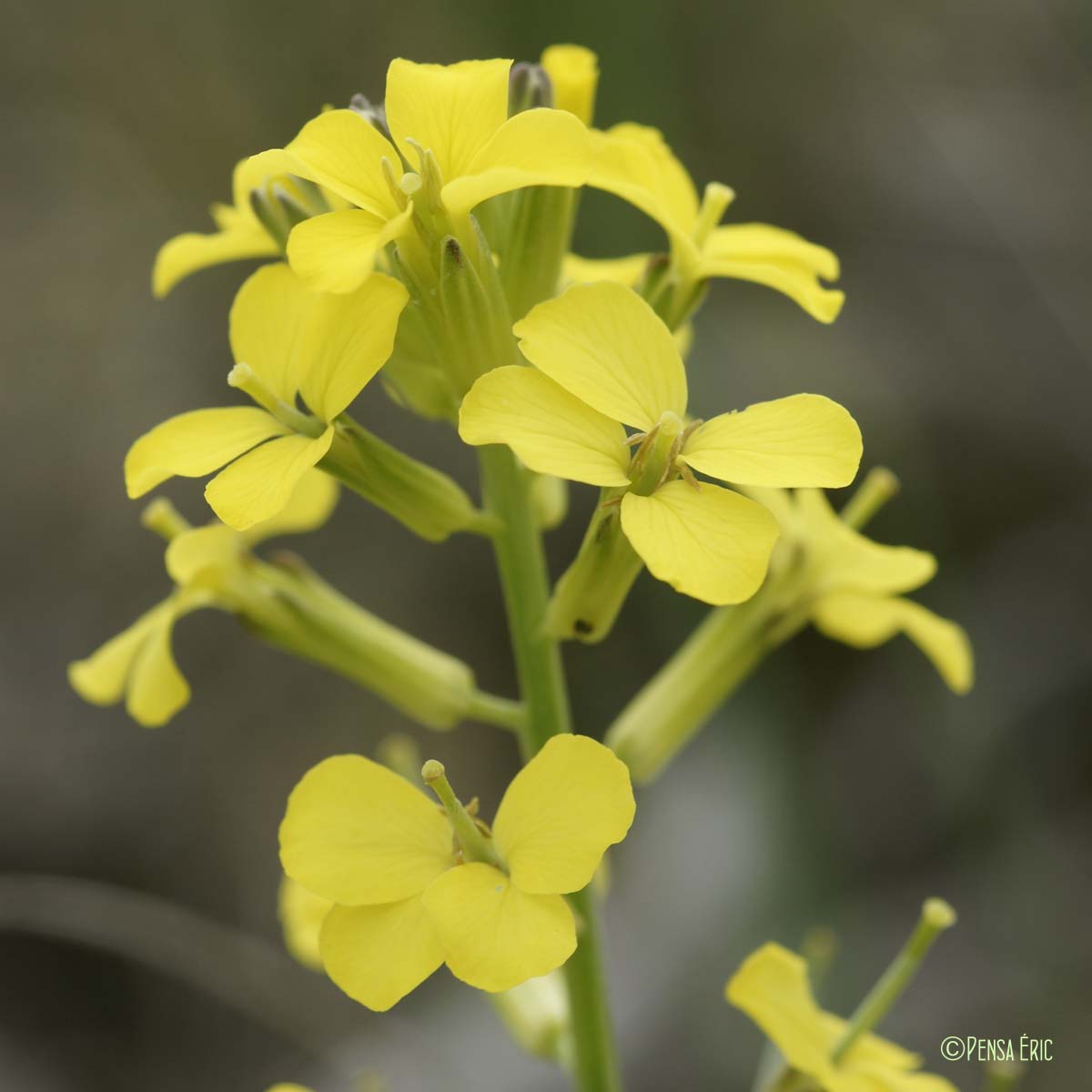 Vélar de Suisse - Erysimum rhaeticum