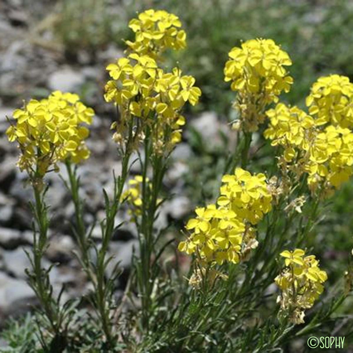 Vélar des Pyrénées - Erysimum duriaei subsp. pyrenaicum