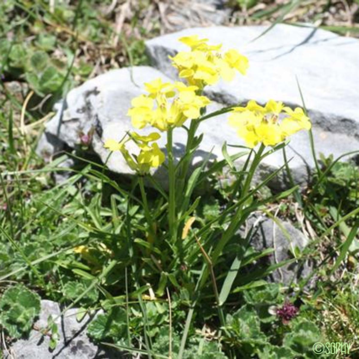 Vélar des Pyrénées - Erysimum duriaei subsp. pyrenaicum