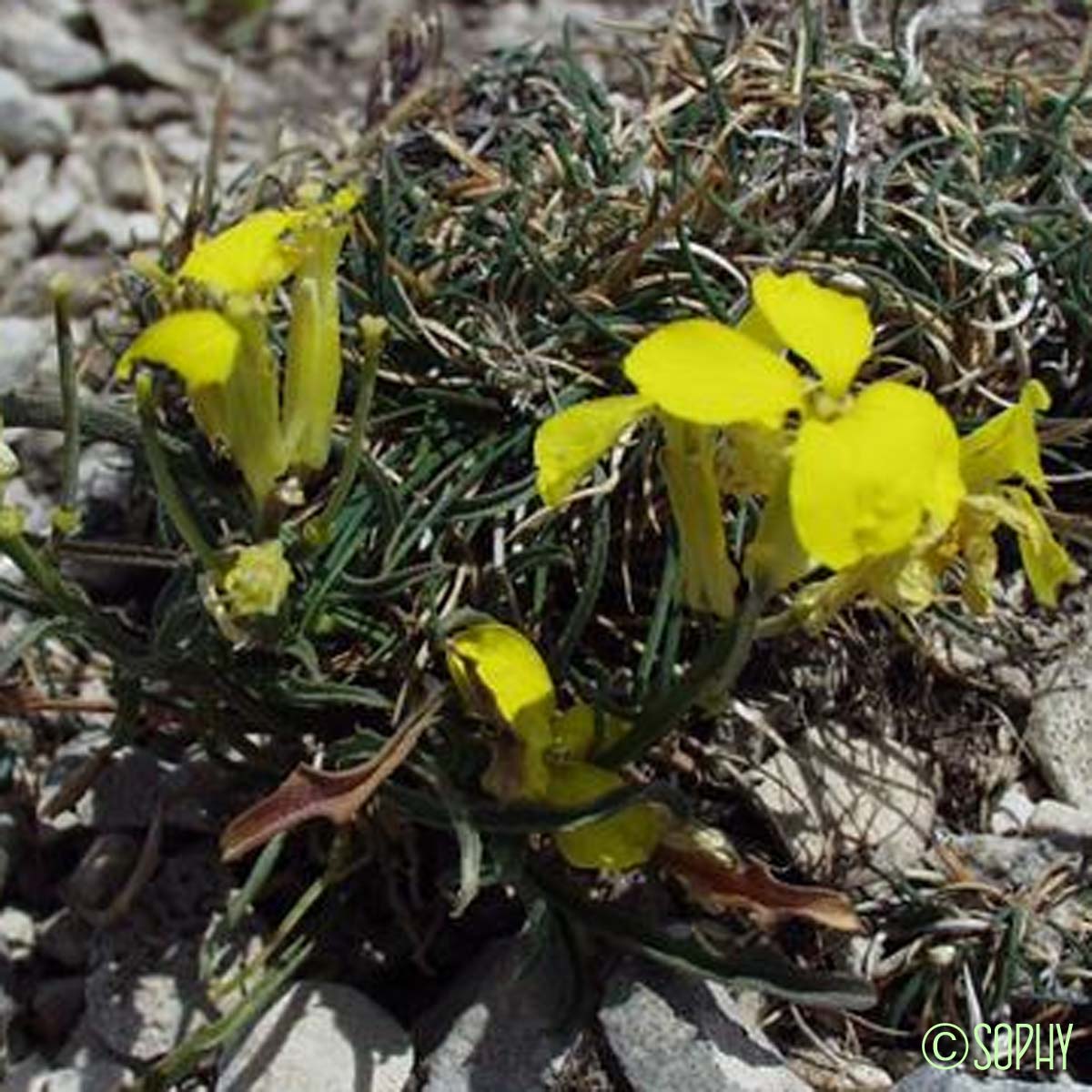 Vélar des sources - Erysimum jugicola