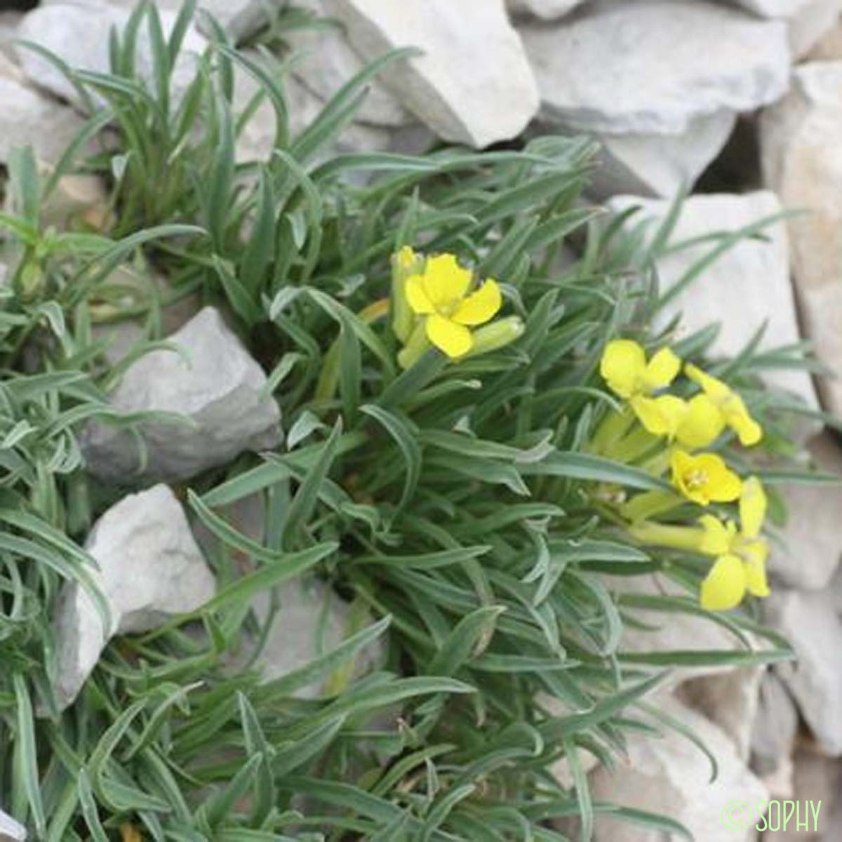 Vélar des sources - Erysimum jugicola