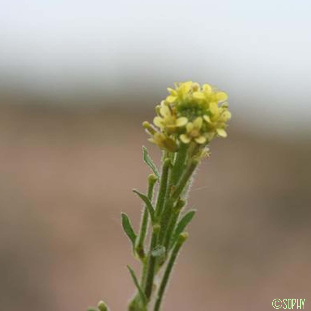 Vélar ronciné - Sisymbrium runcinatum