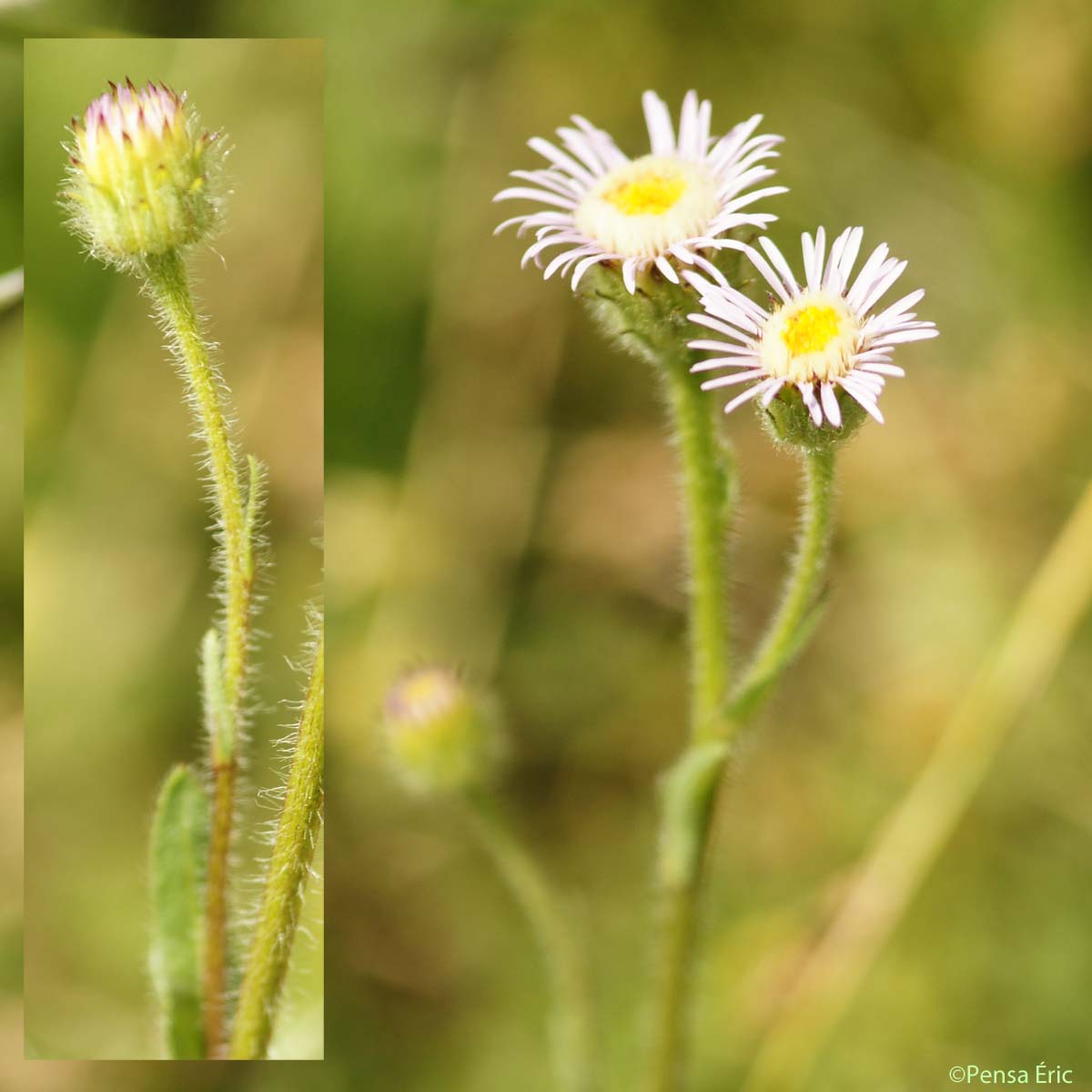 Vergerette âcre - Erigeron acris subsp. acris