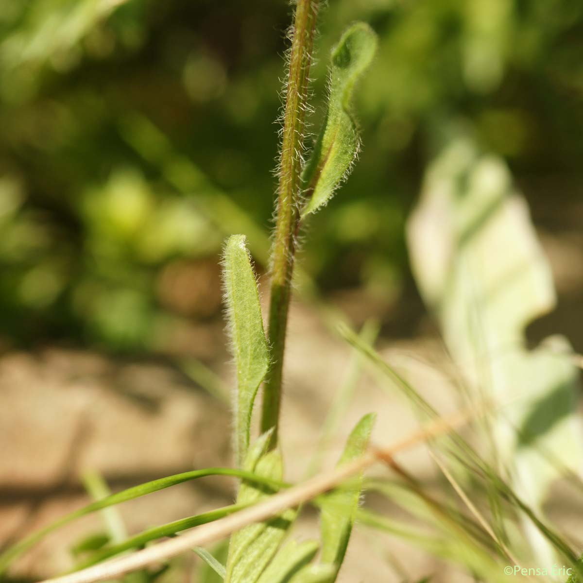 Vergerette âcre - Erigeron acris subsp. acris