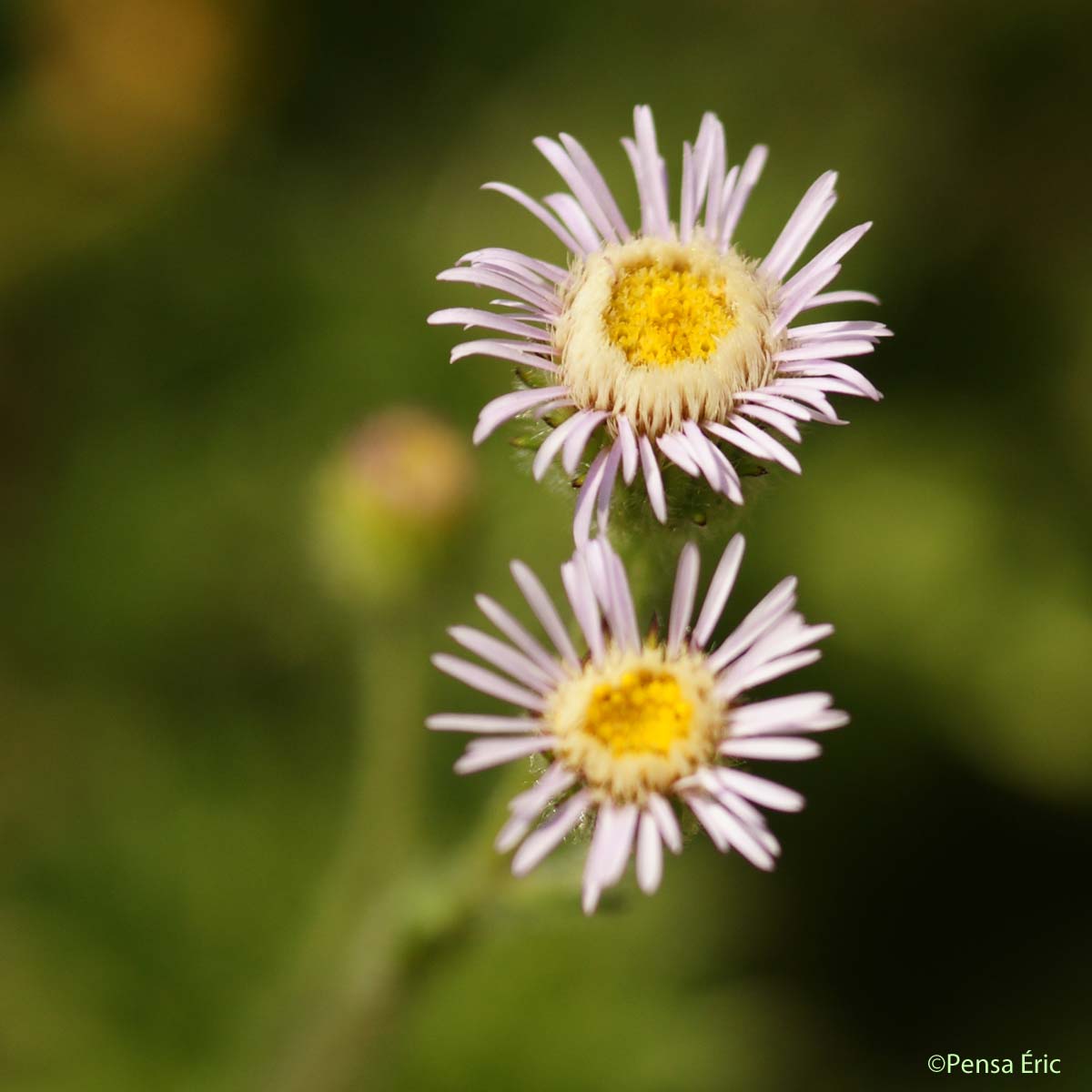 Vergerette âcre - Erigeron acris subsp. acris