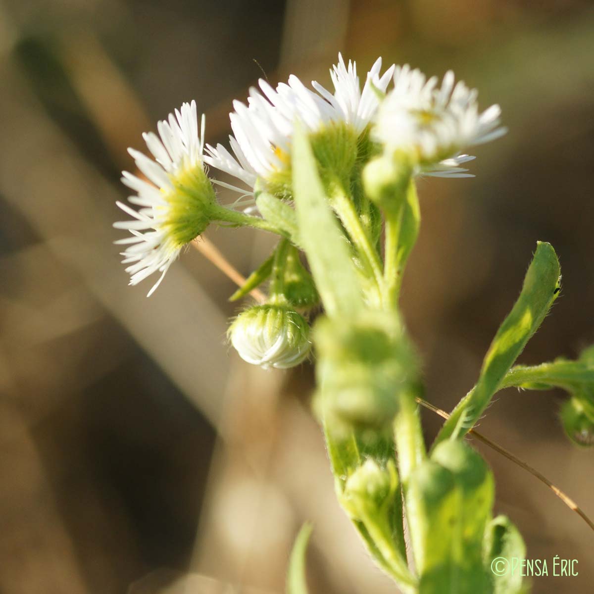 Vergerette annuelle - Erigeron annuus