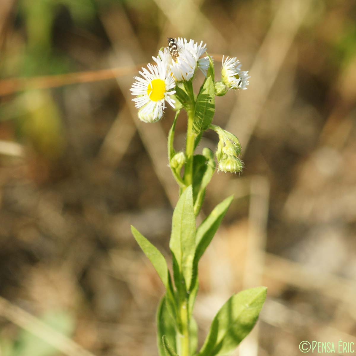 Vergerette annuelle - Erigeron annuus