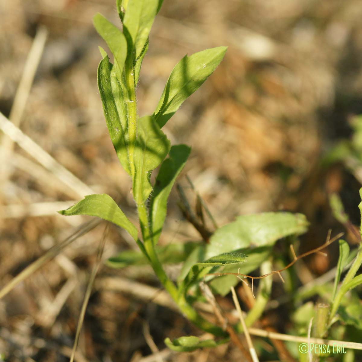 Vergerette annuelle - Erigeron annuus