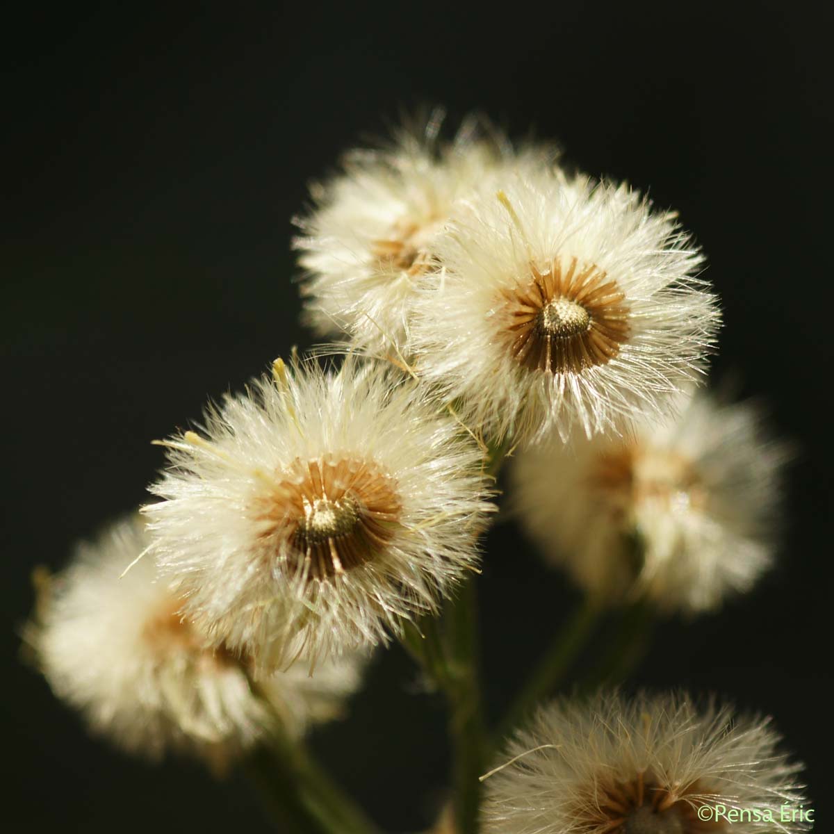 Vergerette de Sumatra - Erigeron sumatrensis