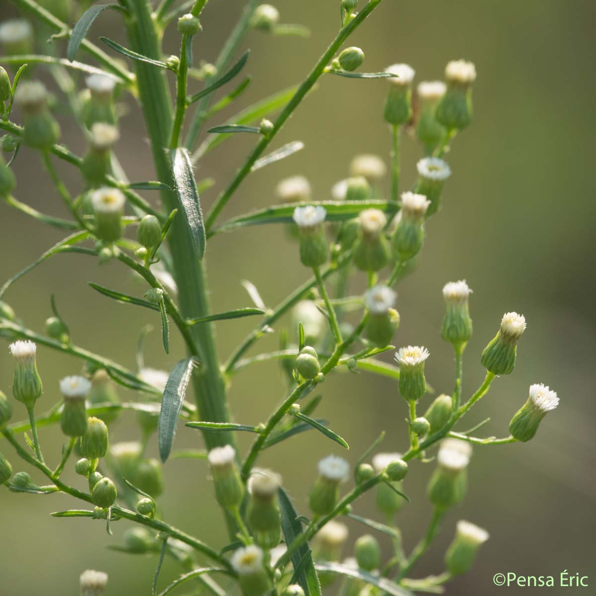 Vergerette du Canada - Erigeron canadensis