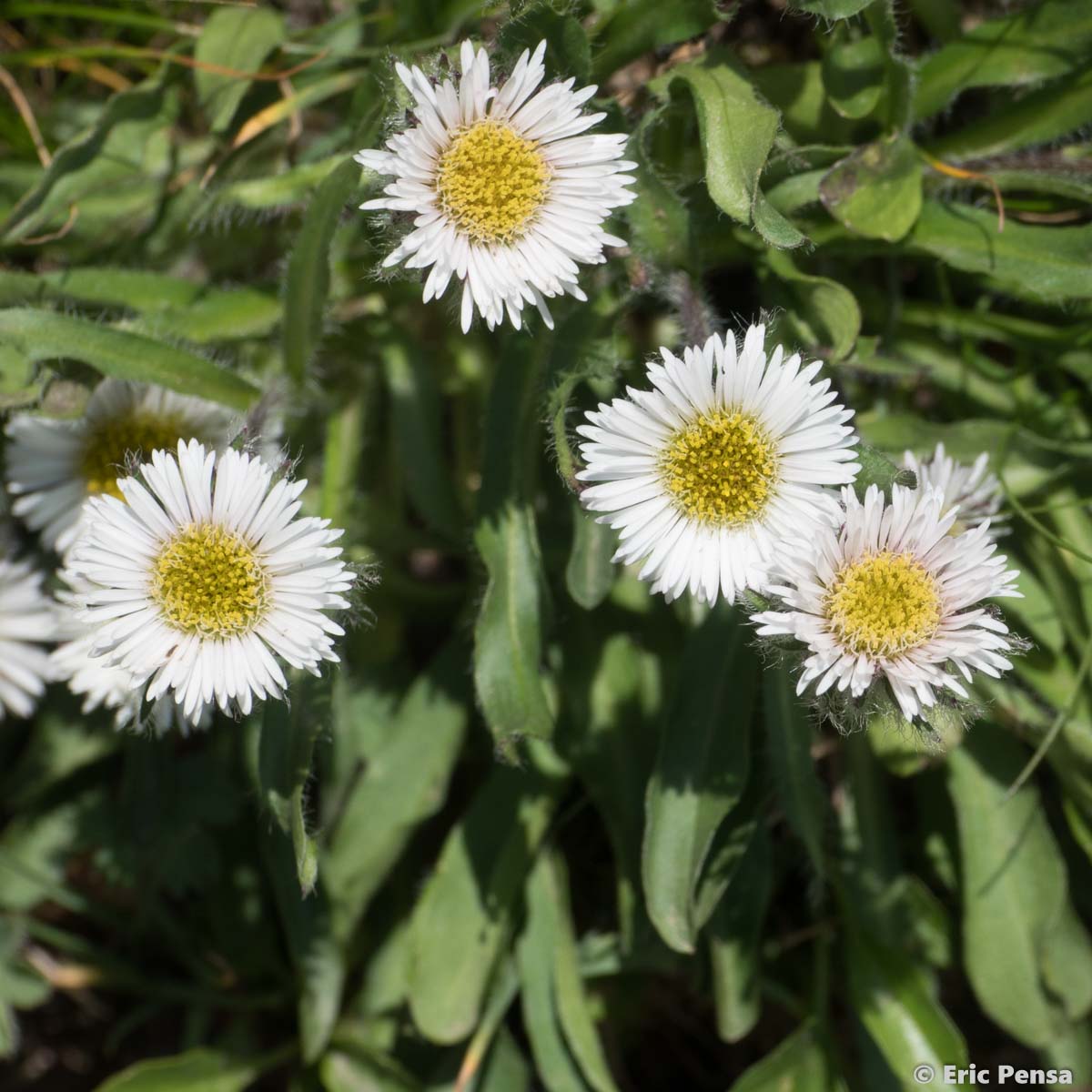 Vergerette à une tête - Erigeron uniflorus subsp. uniflorus