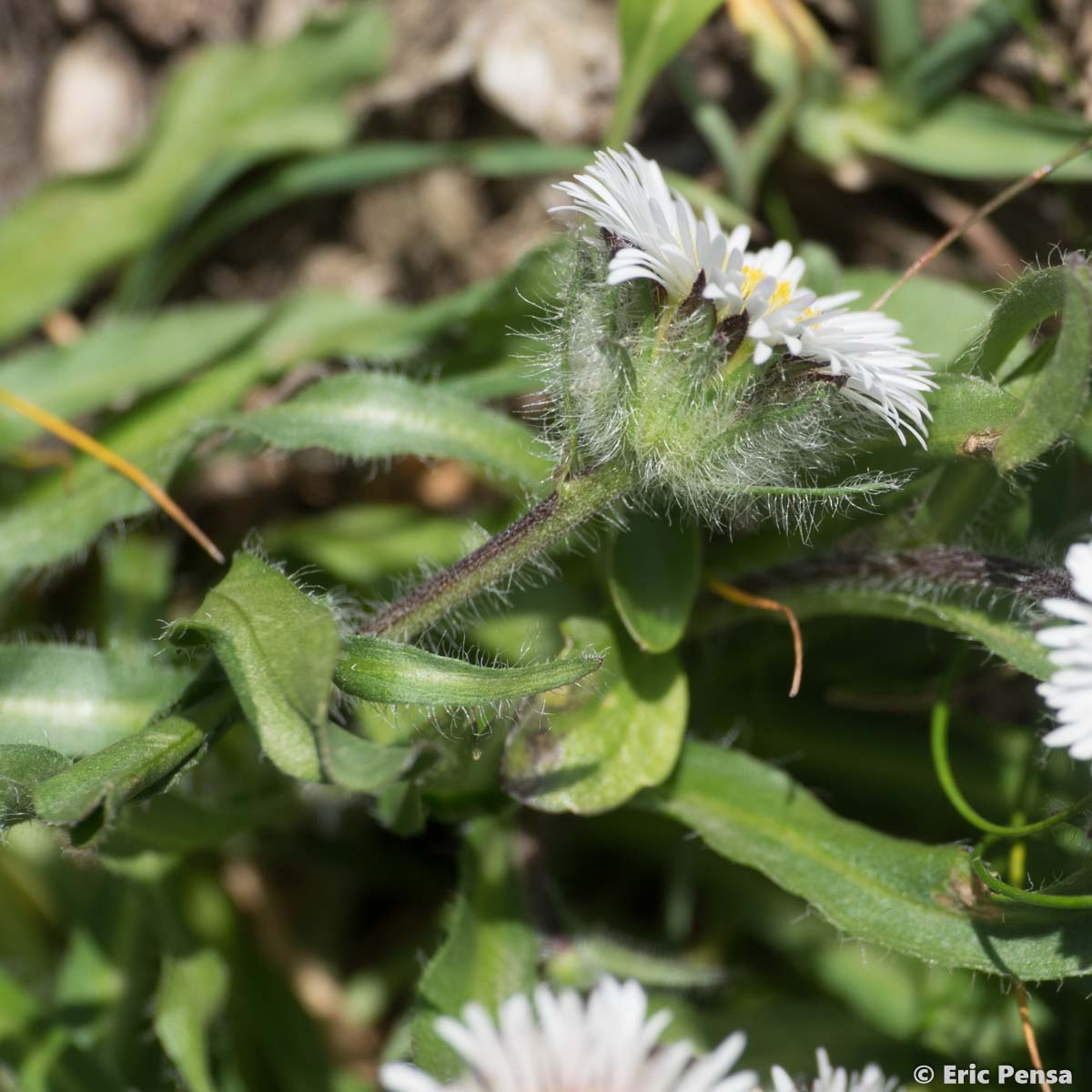 Vergerette à une tête - Erigeron uniflorus subsp. uniflorus