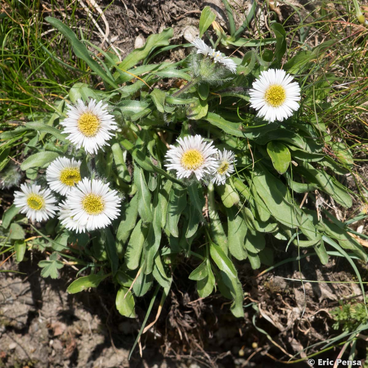 Vergerette à une tête - Erigeron uniflorus subsp. uniflorus