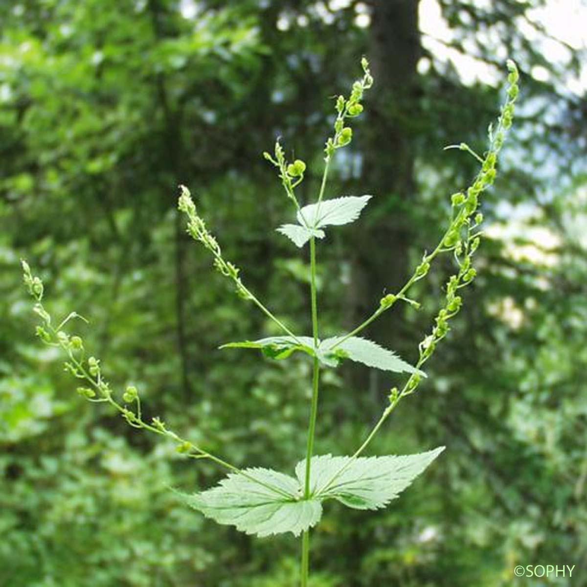 Véronique à feuilles d'Ortie - Veronica urticifolia