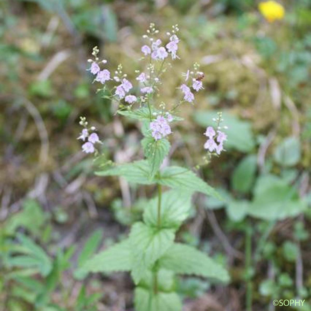 Véronique à feuilles d'Ortie - Veronica urticifolia