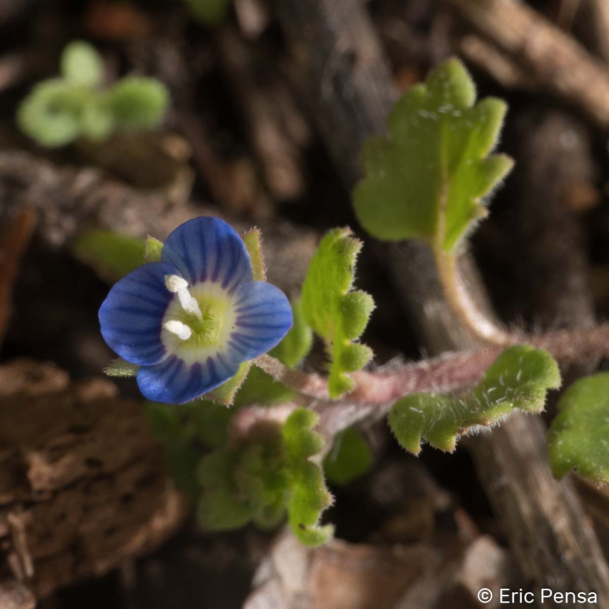 Véronique à feuilles de Lierre - Veronica hederifolia