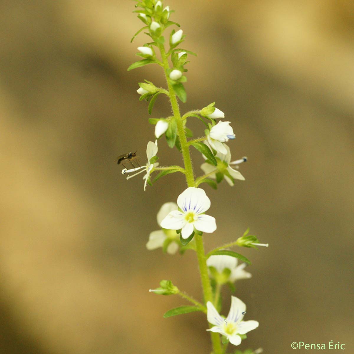 Véronique à feuilles de Serpolet - Veronica serpyllifolia subsp. serpyllifolia