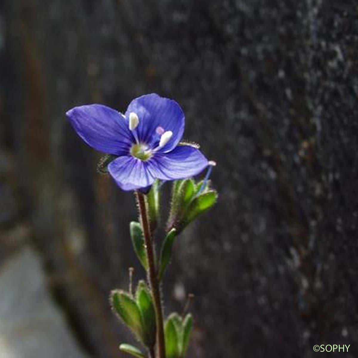 Véronique buissonnante - Veronica fruticans