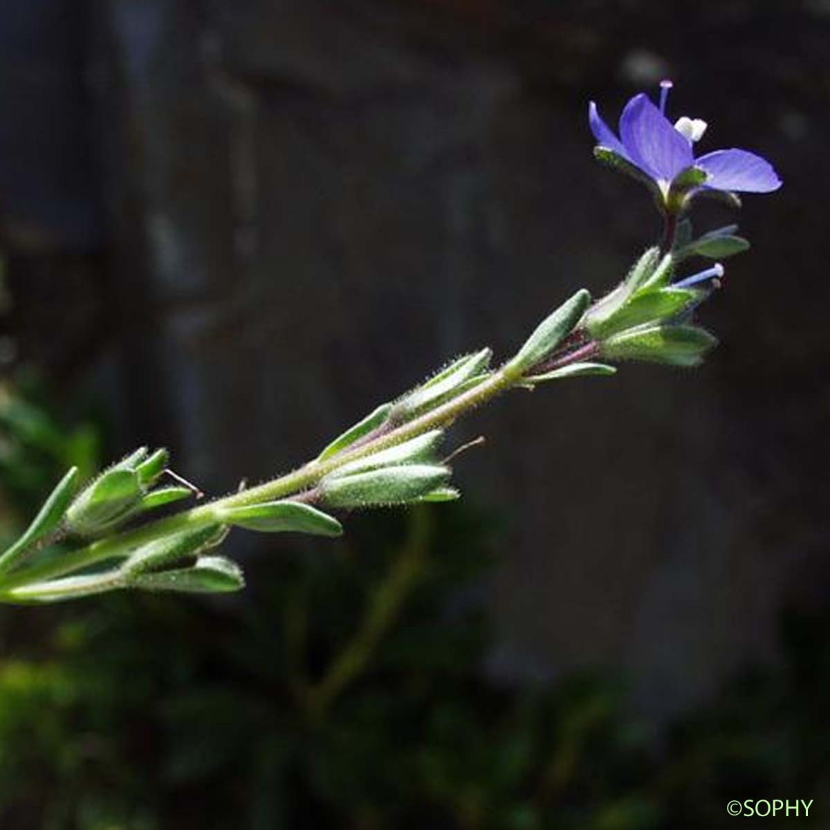 Véronique buissonnante - Veronica fruticans