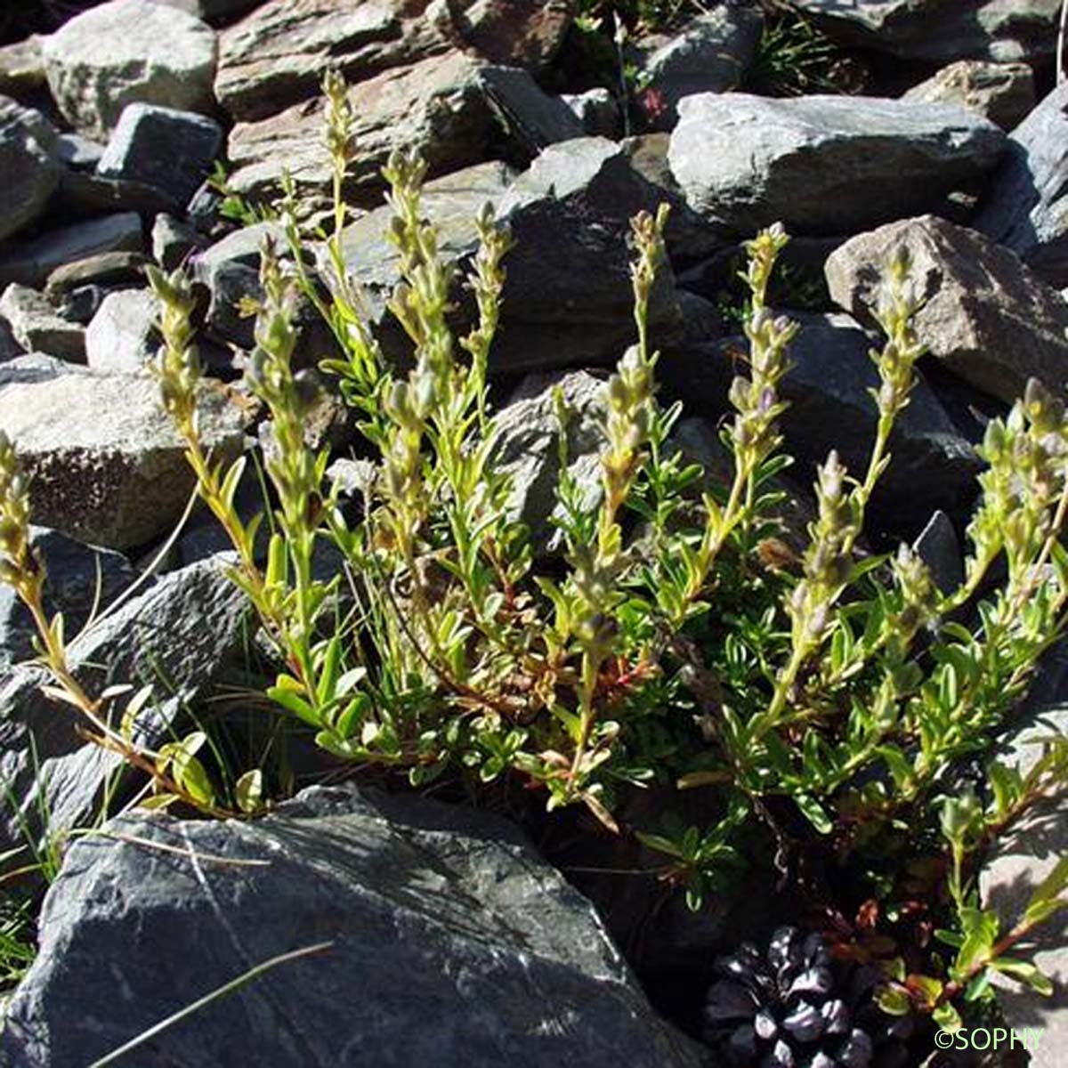 Véronique buissonnante - Veronica fruticans