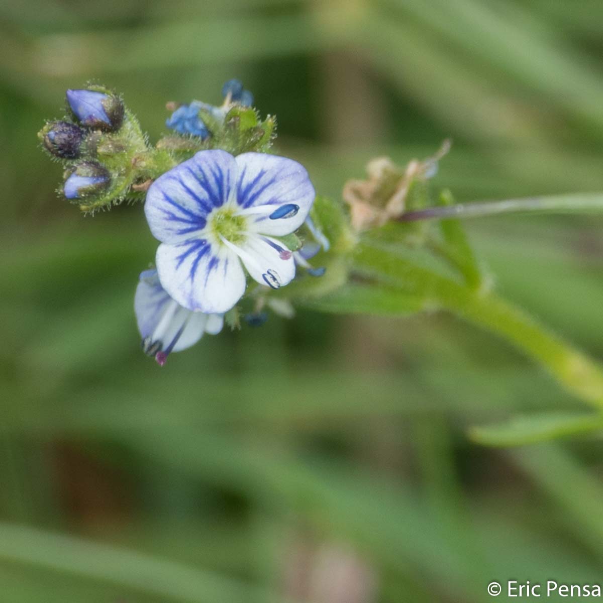 Véronique couchée - Veronica serpyllifolia subsp. humifusa