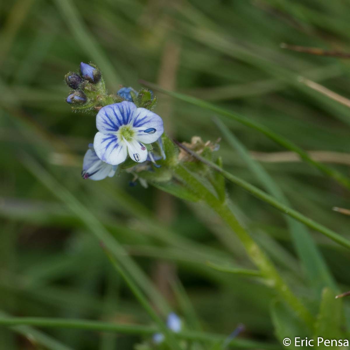 Véronique couchée - Veronica serpyllifolia subsp. humifusa