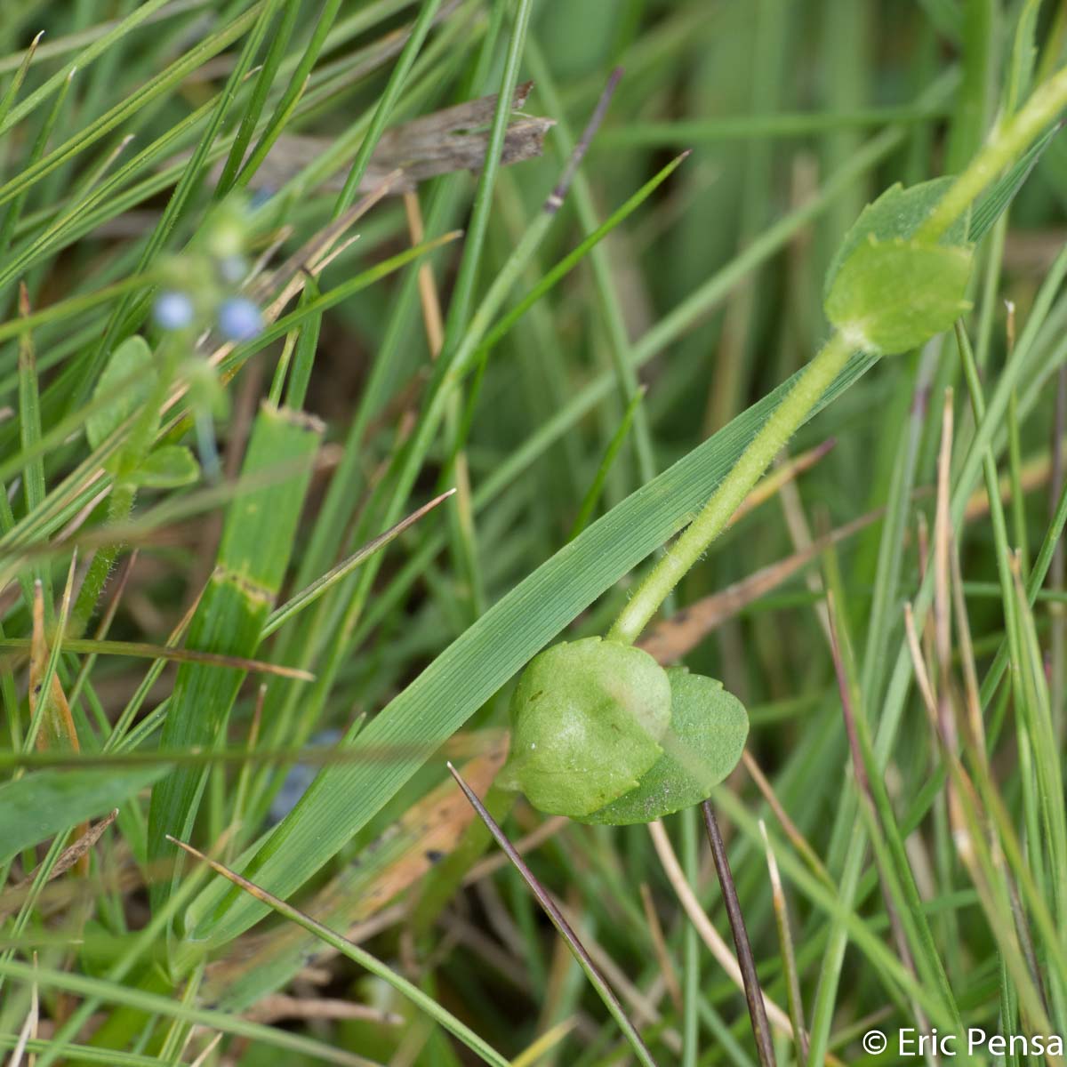 Véronique couchée - Veronica serpyllifolia subsp. humifusa