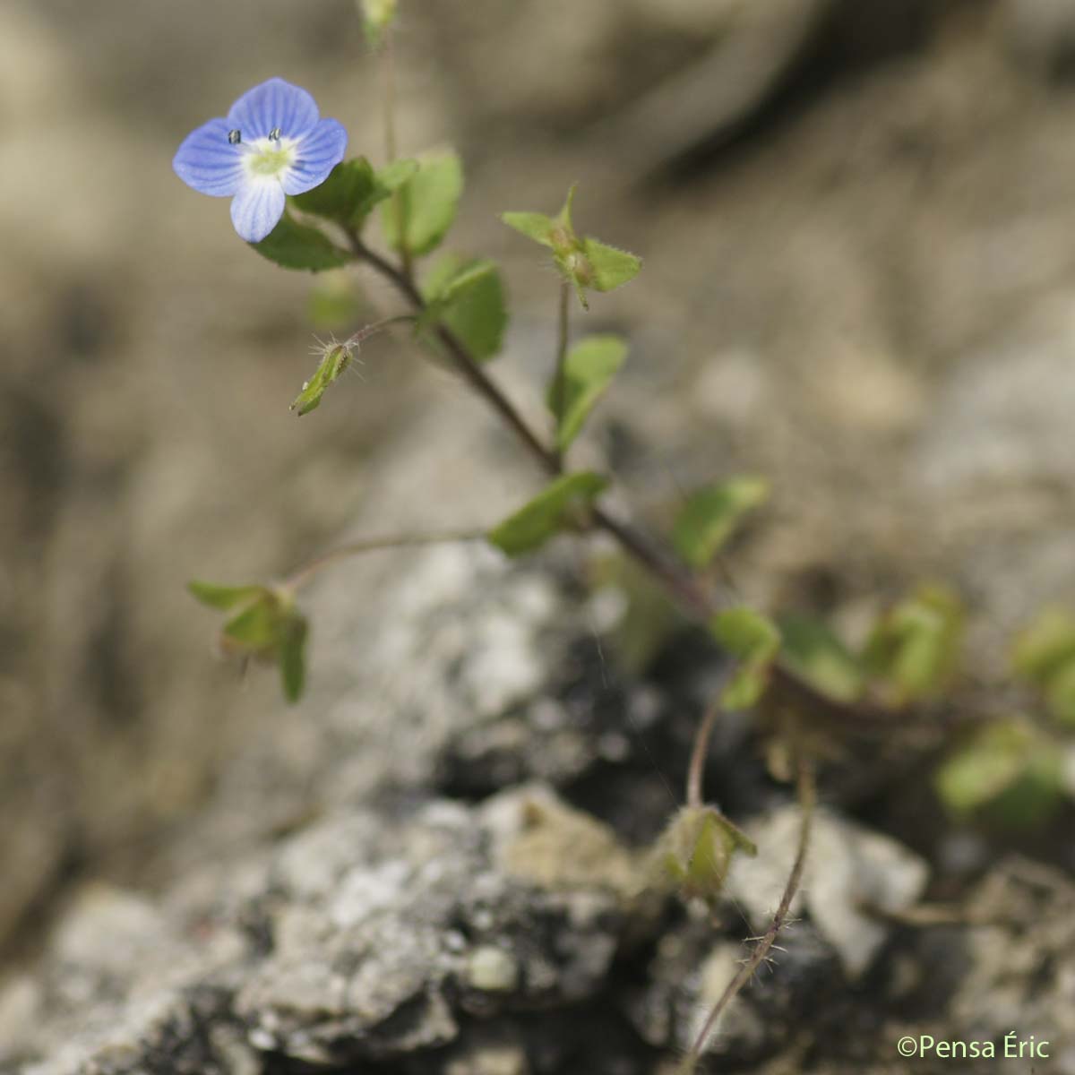 Véronique de Perse - Veronica persica