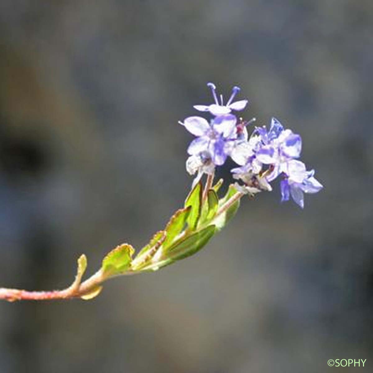 Véronique des Alpes  - Veronica alpina