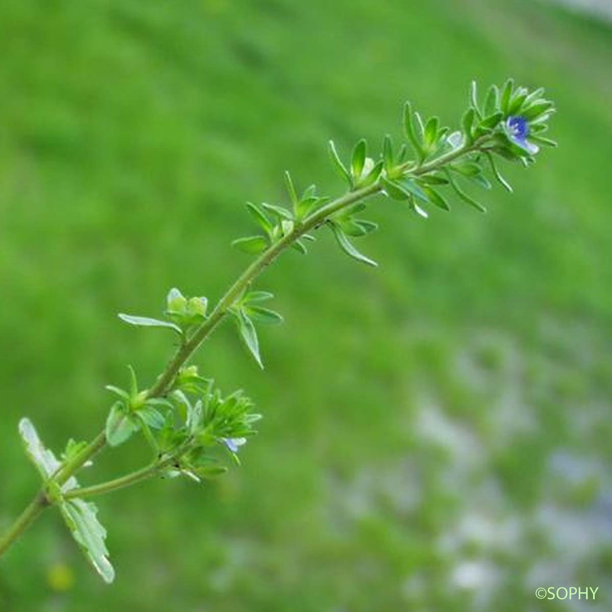 Véronique des champs - Veronica arvensis