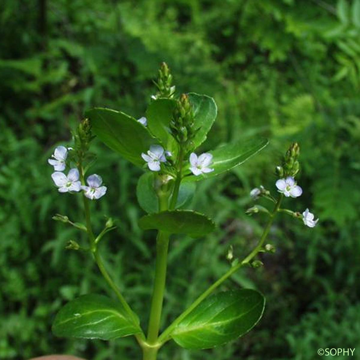 Véronique des ruisseaux - Veronica beccabunga subsp. beccabunga