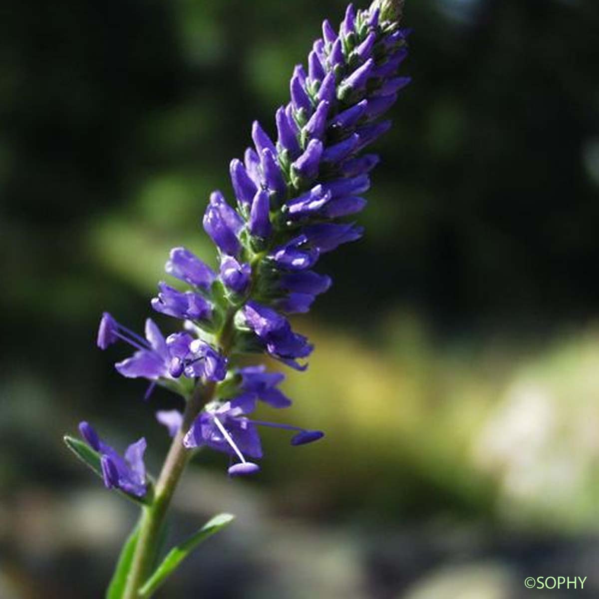 Véronique en épi - Veronica spicata subsp. spicata